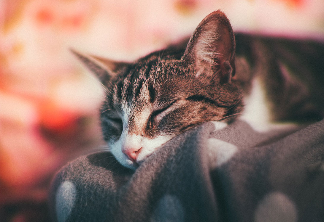 Is Cat Snoring Normal? When to Worry & What It Means