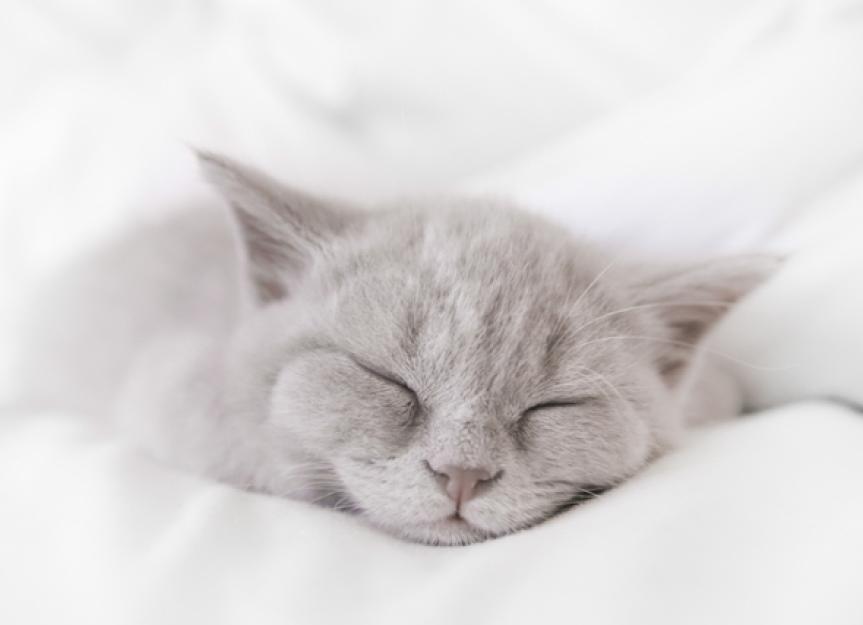 Sudden Cat Snoring: Key Causes, Symptoms & When to Seek Help